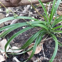 <i>Chlorophytum laxum</i>  R.Br.